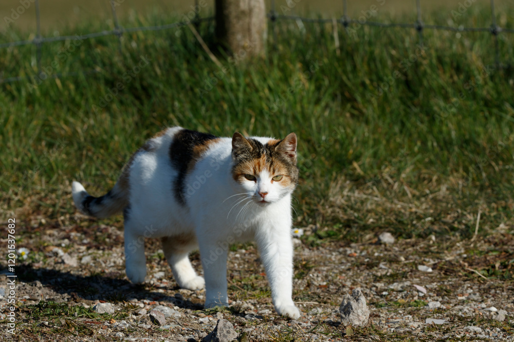 Calico cat walks through a sunny rural field, exploring nature on a clear day in the countryside Calico cat walks through a sunny rural field, exploring nature on a clear day in the countryside