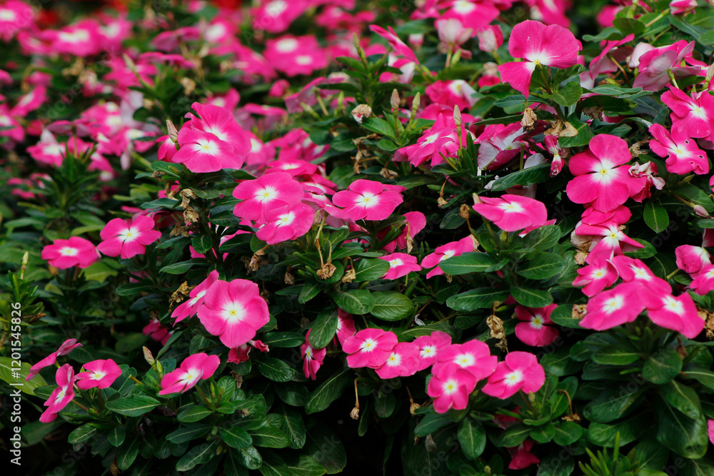 pink petunias flowers in a flowerbed
pink petunias flowers in a flowerbed