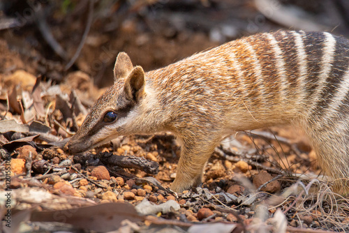 Numbat