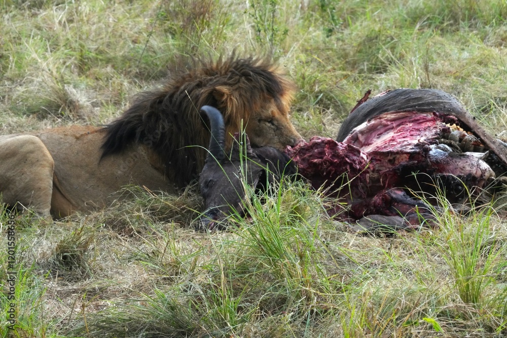 An alpha male lion devouring an African buffalo on the vast savanna of Maasai Mara, Kenya An alpha male lion devouring an African buffalo on the vast savanna of Maasai Mara, Kenya