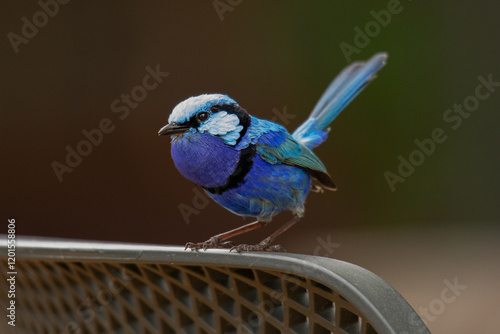 Splendid Fairywren
