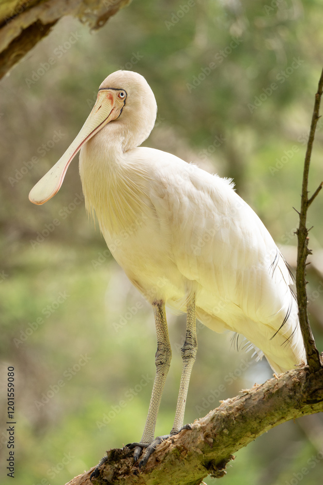 Fototapeta premium Yellow-billed Spoonbill