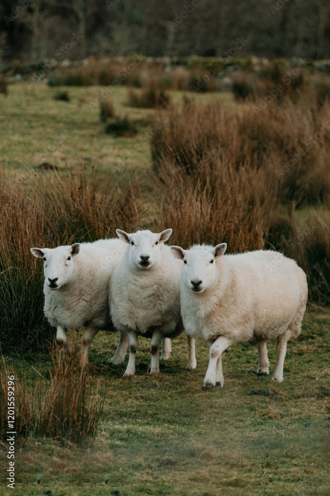 Obraz premium Generated image