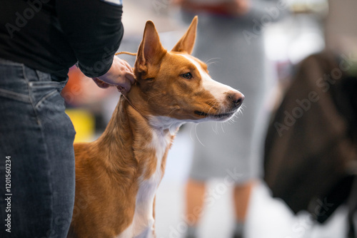 Ibizan Hound (Podenco) portrait of a dog in show ring photo