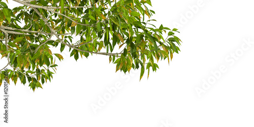 Green leaves isolated on white background