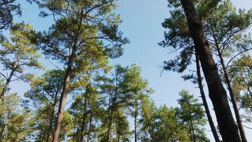 A cinematic aerial shot over the pine tree woodlands of Sierra Patzingo in Angahuan, Michoacan. A lush and breathtaking natural environment full of scenic beauty. photo