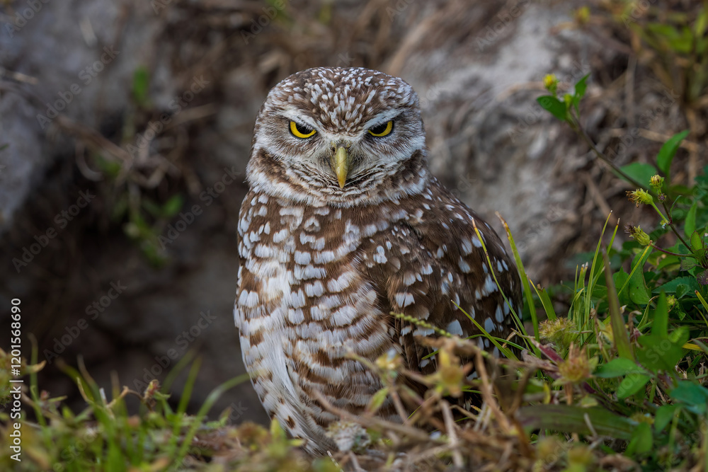 Fototapeta premium Burrowing owl
