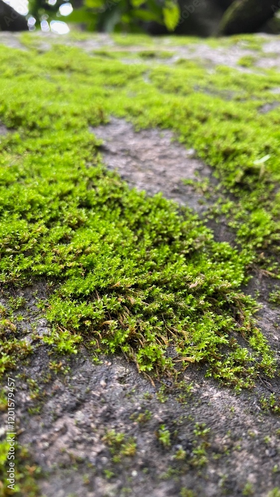 Jodhpur, India - July 07, 2024: - Close up shot of Small Lush Greenery on a hill. Lush Green Field Jodhpur, India - July 07, 2024: - Close up shot of Small Lush Greenery on a hill. Lush Green Field
