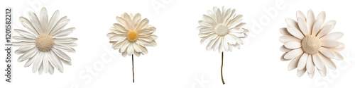 Beautifully captured close up image of delicate white daisy flowers blooming in a serene natural environment  This simple elegant and minimalist floral design conveys a sense of tranquility
