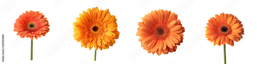 Vibrant orange gerbera daisy flowers in close up shot blooming in natural garden environment Bright and colorful floral macro photography showcasing the bloom petals Vibrant orange gerbera daisy flowers in close up shot blooming in natural garden environment Bright and colorful floral macro photography showcasing the bloom petals