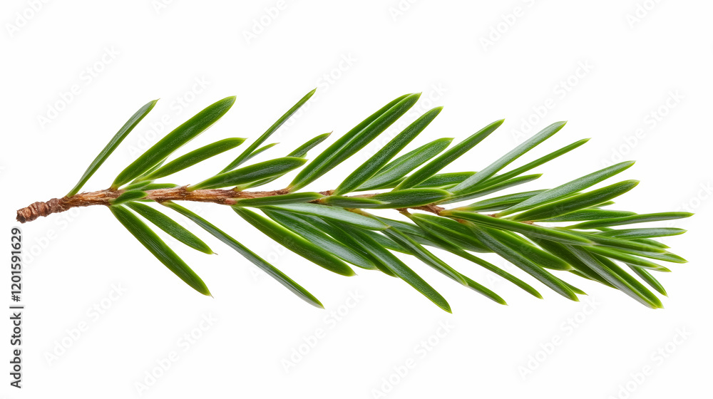 Fototapeta premium Evergreen branch, isolated on white background, ideal for botanical designs or holiday imagery