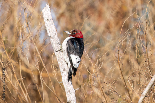 Red headed woodpecker