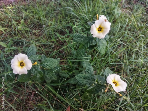 turnera subulata - or what is called the eight o'clock flower, of also known as Bunga Pukul Delapan in Indonesia. photo