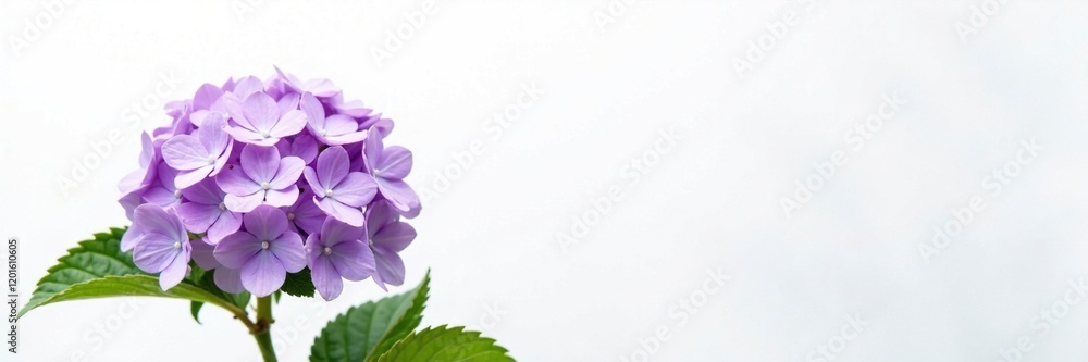 A single large purple hydrangea against a clean white background, white, garden A single large purple hydrangea against a clean white background, white, garden