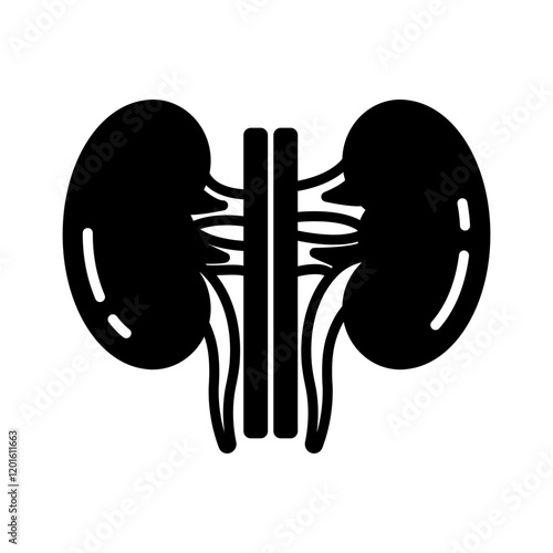 Kidney Glyph Icon, Vector illustration