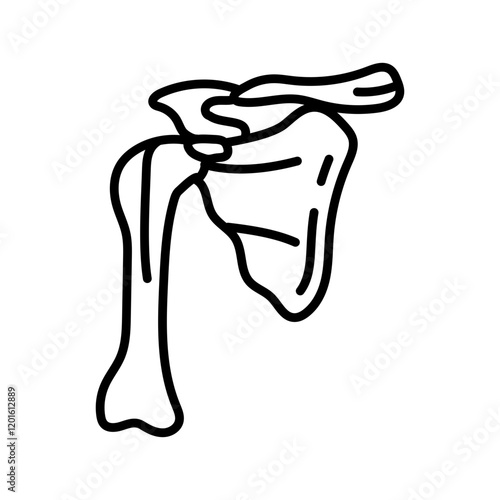 Scapula Outline Icon, Vector illustration