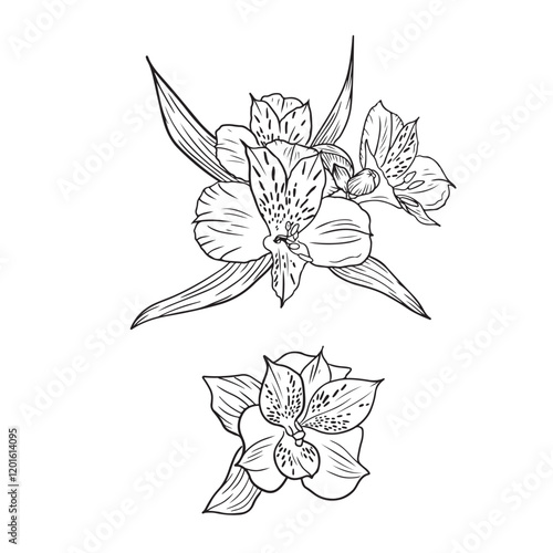 Realistic alstromeria flowers with leaves in black isolated on white background. Hand drawn vector sketch illustration in doodle engraved vintage style. Botanical, florists design photo