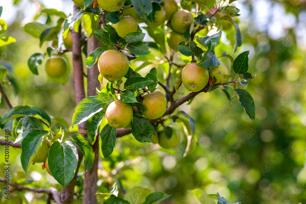 Apple tree. Red apple orchard. Apple garden. Branch of ripe red apples on a tree in a garden. Autumn Harvest. Apple tree. Red apple orchard. Apple garden. Branch of ripe red apples on a tree in a garden. Autumn Harvest.