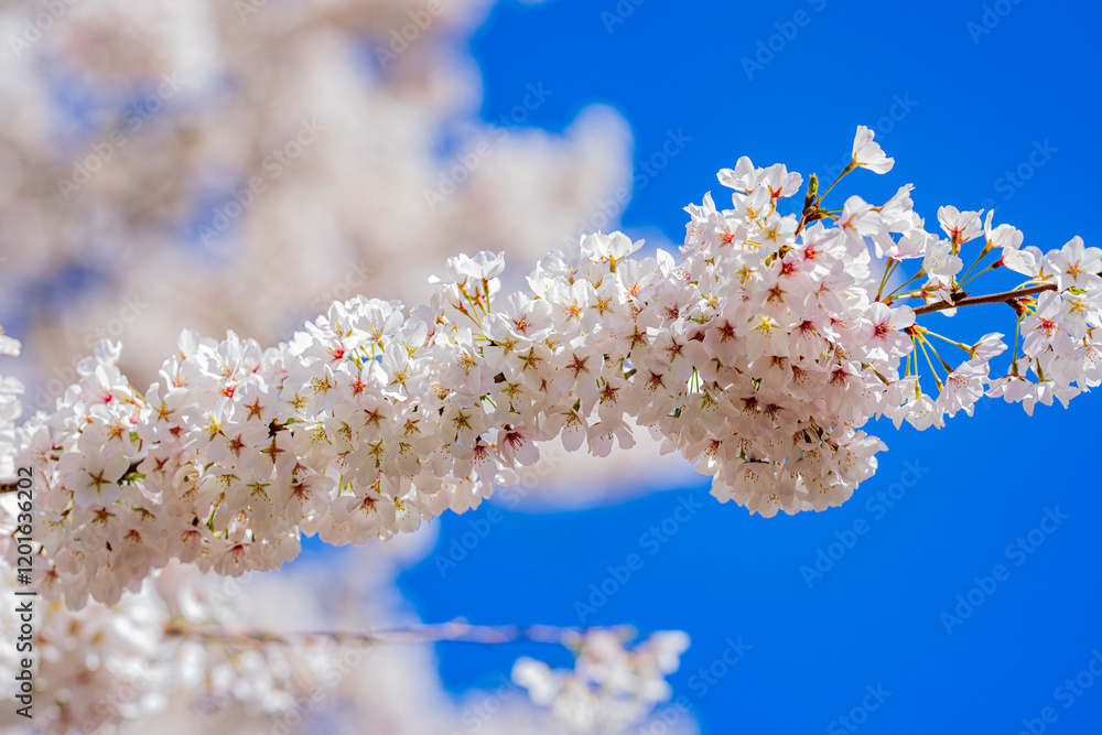 Spring flower background. White cherry blossom at sky background. Blossoms Trees background. Springtime. Background of blossoming cherry tree. Spring flower background. White cherry blossom at sky background. Blossoms Trees background. Springtime. Background of blossoming cherry tree.
