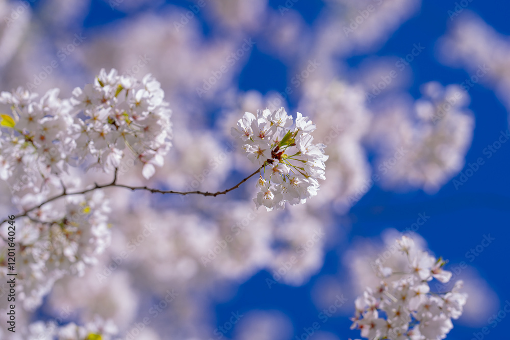 White bloom flowers. Blossom cherry tree on blue sky background. Spring background of bloom tree. Cherry bloom in spring time over blue sky. Flower bloom. White bloom flowers. Blossom cherry tree on blue sky background. Spring background of bloom tree. Cherry bloom in spring time over blue sky. Flower bloom.