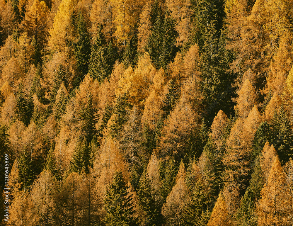 Nah aufnahme von Bäume. Goldener herbst Bäume leuchten im Sonnenlicht. Fichten Nah aufnahme von Bäume. Goldener herbst Bäume leuchten im Sonnenlicht. Fichten