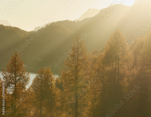 Goldene herbst Bäume mit Berg. Letzte Sonnenstrahle von dem Sonnenuntergang bricht durch die Bäume photo