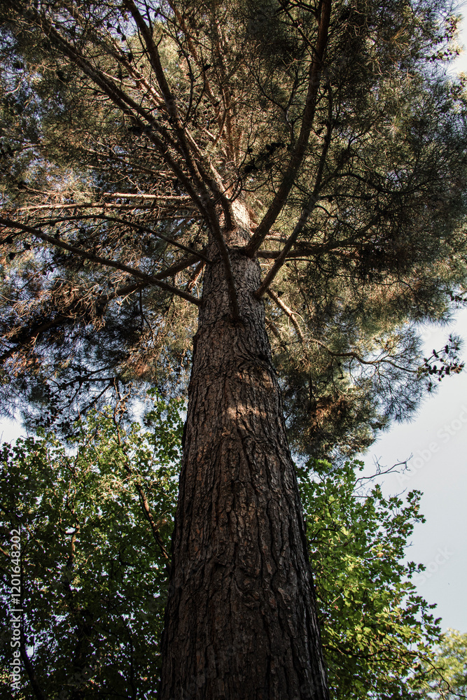 Fototapeta premium Grand arbre