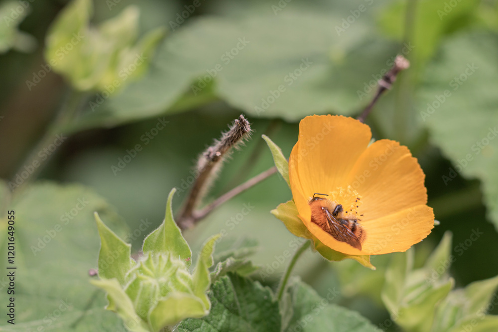 Abeille qui butine une fleur jaune Abeille qui butine une fleur jaune