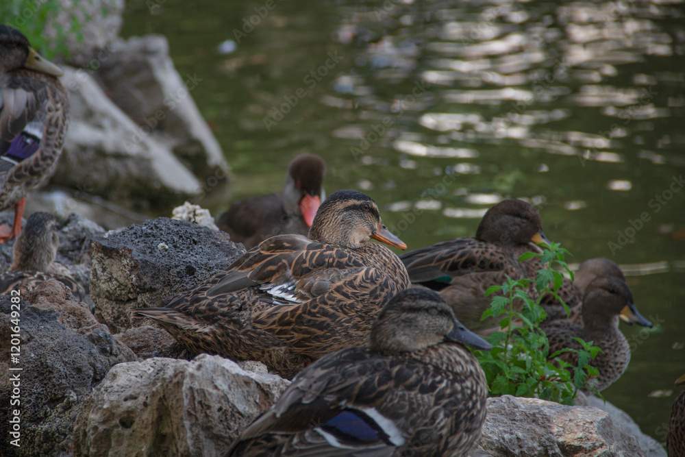Fototapeta premium Canards sur roches