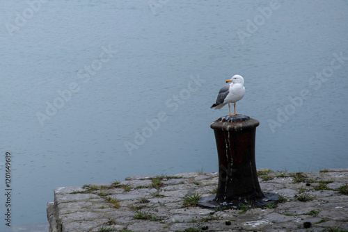 Mouette sur pilier au bord de l'eau photo