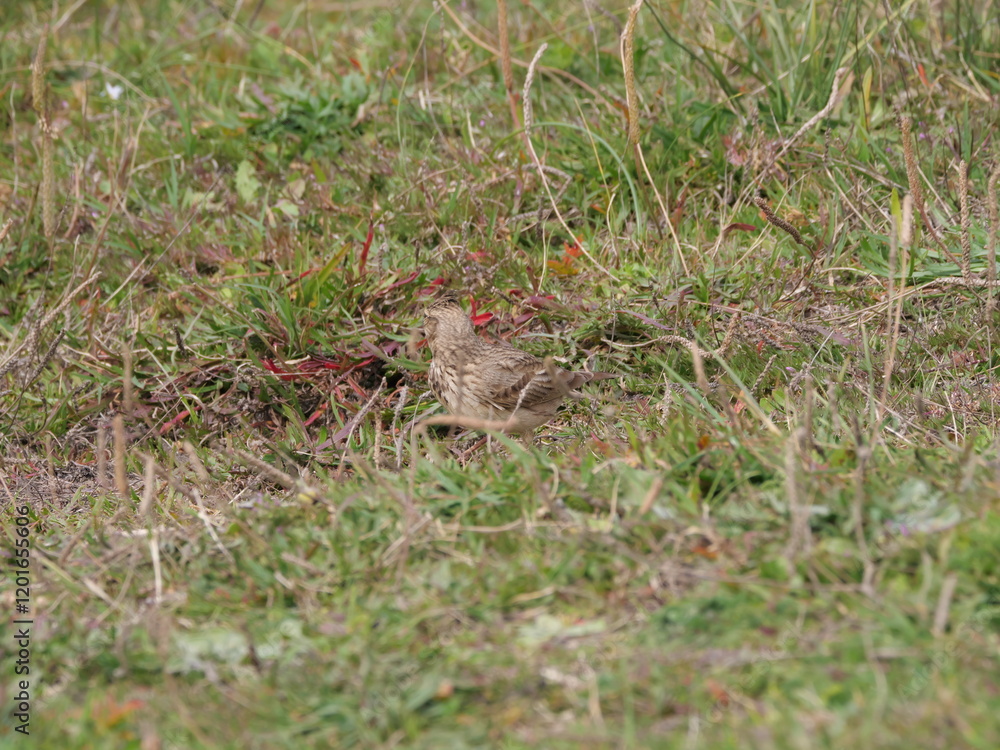 Eine Feldlerche Alauda arvensis sitzt gut getarnt in der in der Dünenvegetation von Tarifa, Spanien Eine Feldlerche Alauda arvensis sitzt gut getarnt in der in der Dünenvegetation von Tarifa, Spanien