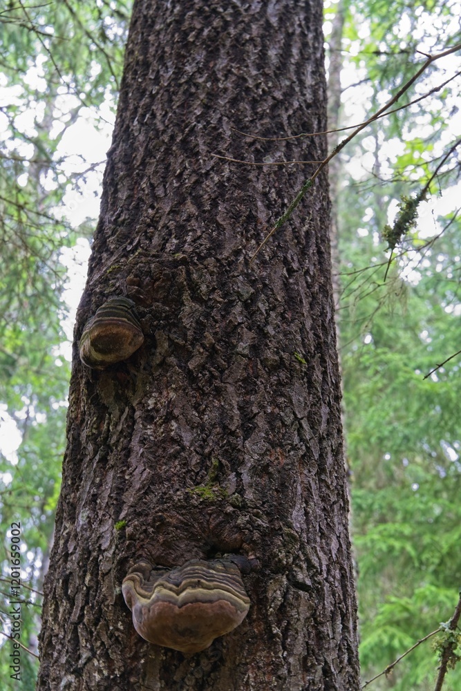 The trunk of an old tree with interesting growths in the forest. The trunk of an old tree with interesting growths in the forest.