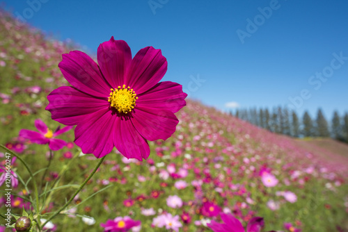 花畑の濃いピンクのコスモスの花のアップ