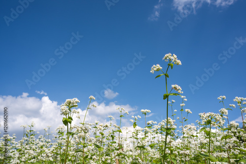 青空の下のソバの花