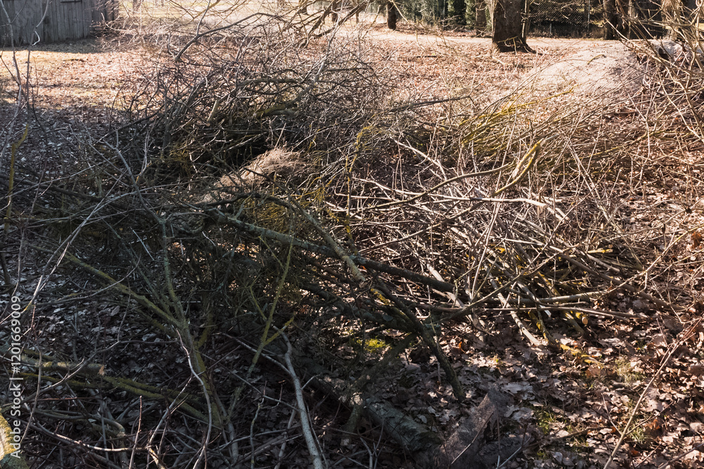 Obraz premium Spring garden work by thinning and pruning bushes and tree branches by cutting the thickest ones into firewood.