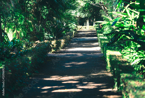 Obraz na płótnie Shaded pathway surrounded by lush green vegetation, including various types of plants and trees. Pathway is bordered by low hedges, creating serene and inviting atmosphere likely tropical park setting w salonie