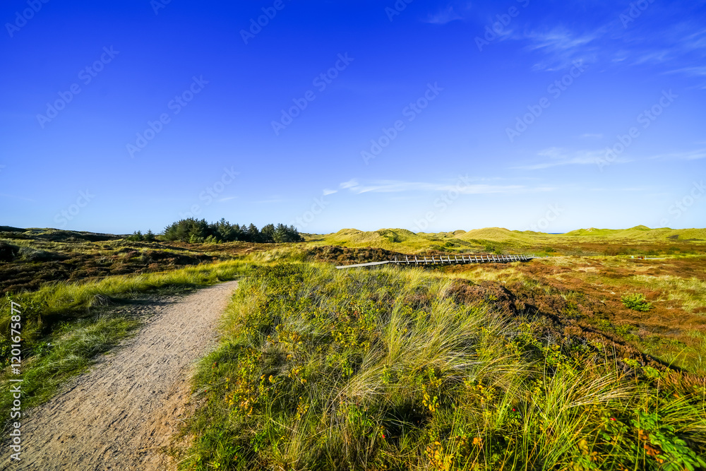Obraz premium View of the dunes on the North Frisian island of Amrum. Landscape in the north. Nature on the North Sea island. 
