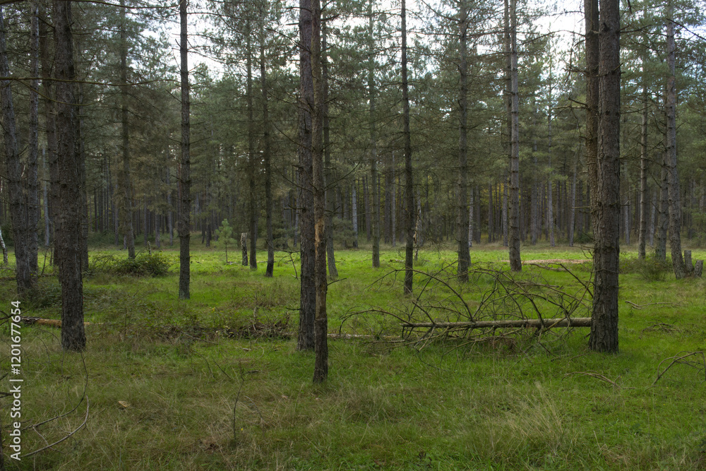 Obraz premium forest, tree, beautiful trees, colourful trees, beautiful tree landscape, beauty of trees, forest scenery, conifers and green meadow 