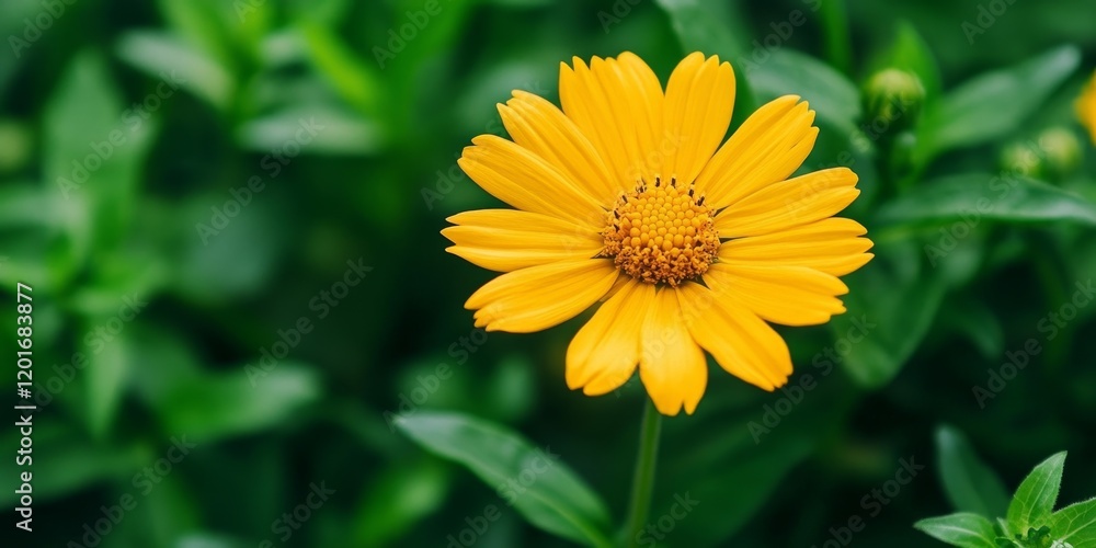 Vibrant yellow flower set against a lush green background, showcasing the stunning contrast of colors in nature, highlighting the beauty of the yellow flower amid greenery.