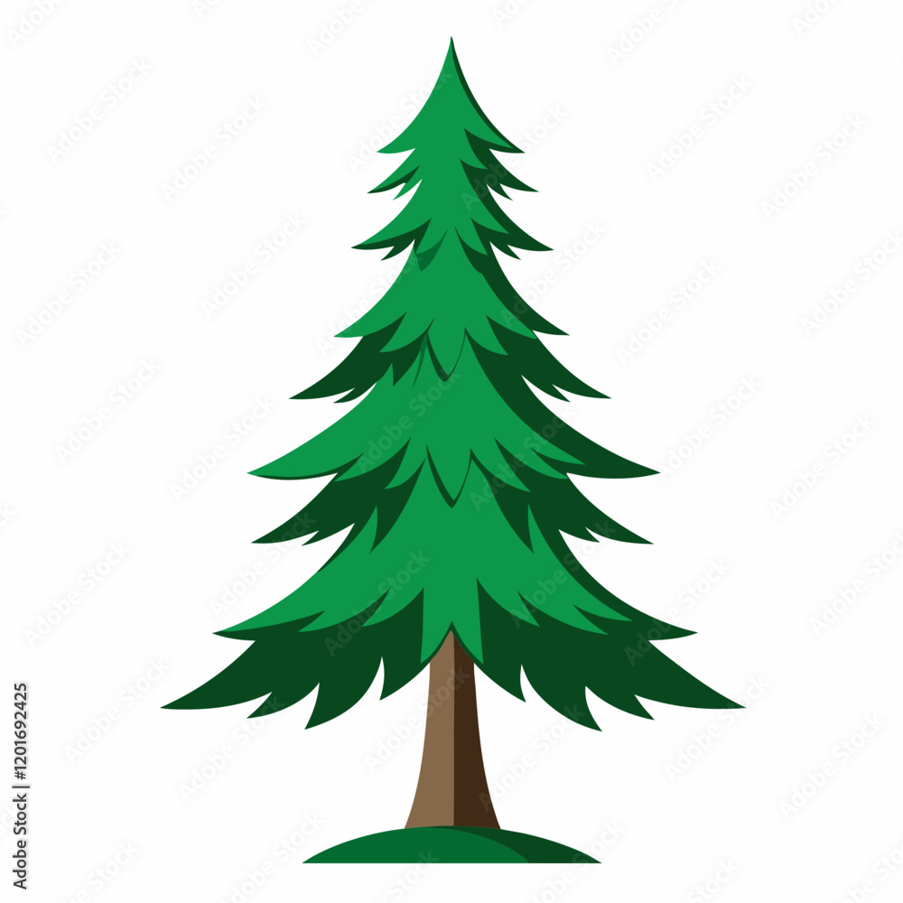 spruce tree isolated on white spruce tree isolated on white