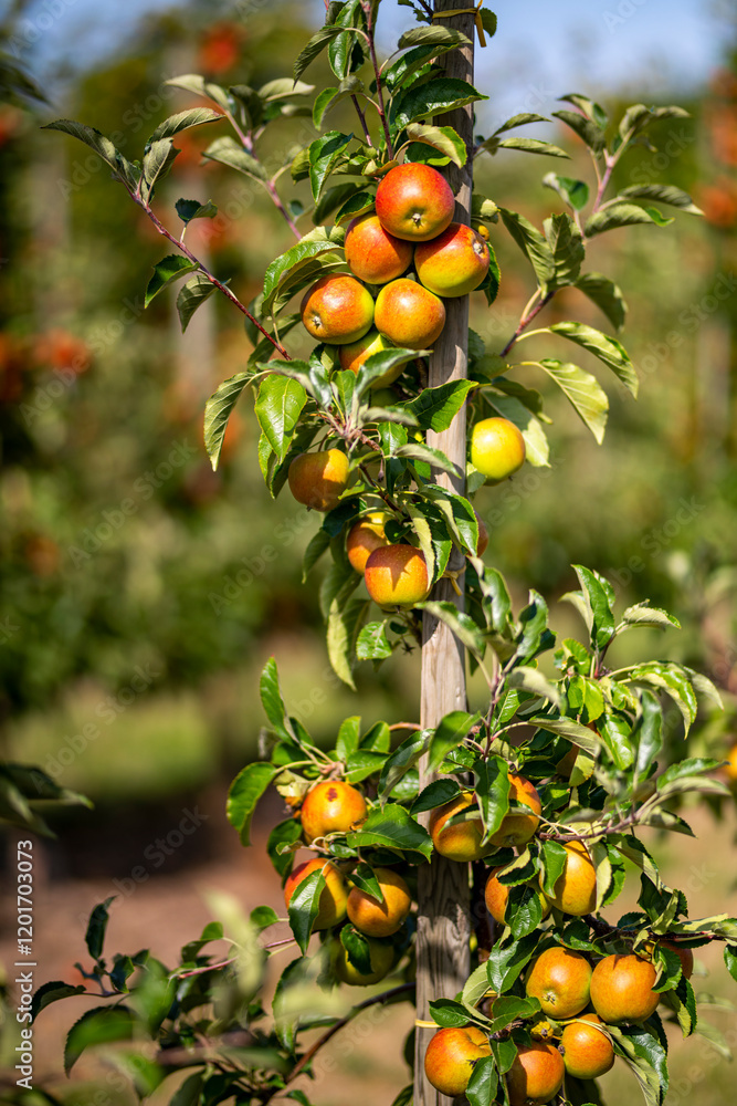 Apple orchard. Ripe red apples in garden. Red apples on a branch. Apple orchard for background. Apple tree. Apple orchard. Ripe red apples in garden. Red apples on a branch. Apple orchard for background. Apple tree.