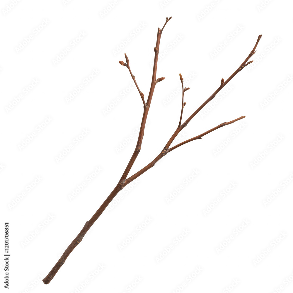 A barren branch with small buds, symbolizing the transition of seasons., isolated on a transparent background. A barren branch with small buds, symbolizing the transition of seasons., isolated on a transparent background.