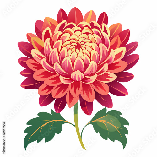 Chrysanthemum Blossom Outline with White Background