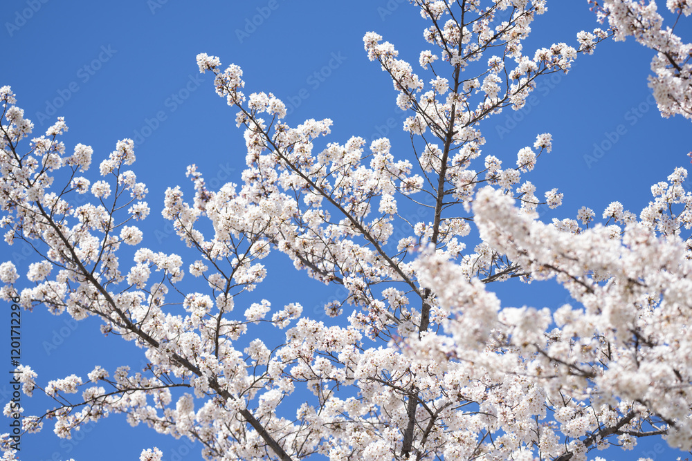 Spring blossom of cherry tree. Spring banner. White cherry blossom. Spring cherry-tree at park. Springtime background. Spring flowers at blue background. Spring blossom of cherry tree. Spring banner. White cherry blossom. Spring cherry-tree at park. Springtime background. Spring flowers at blue background.