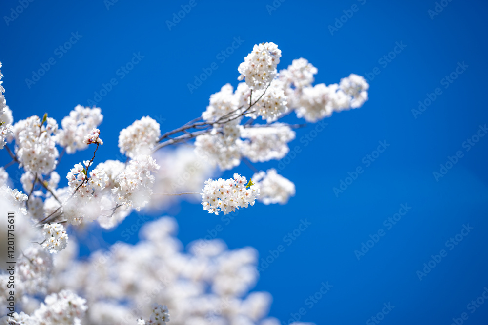 White blooming flowers in spring time. Nature background. Blooming branch of flowers. Blooming flower pattern design. Cherry blossoms in blooming. White blooming flowers in spring time. Nature background. Blooming branch of flowers. Blooming flower pattern design. Cherry blossoms in blooming.