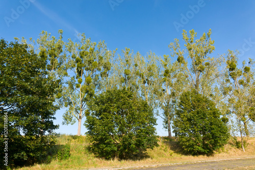 Weißbeerige Mistel an einem Baum photo