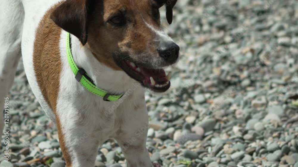 Close-Up Portrait of a Brown and White Dog with a Green Collar Close-Up Portrait of a Brown and White Dog with a Green Collar