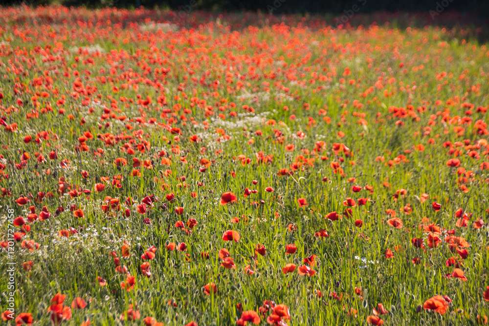 champ de coquelicot en fleur au printemps, prairie fleurie, fond naturel et coloré champ de coquelicot en fleur au printemps, prairie fleurie, fond naturel et coloré