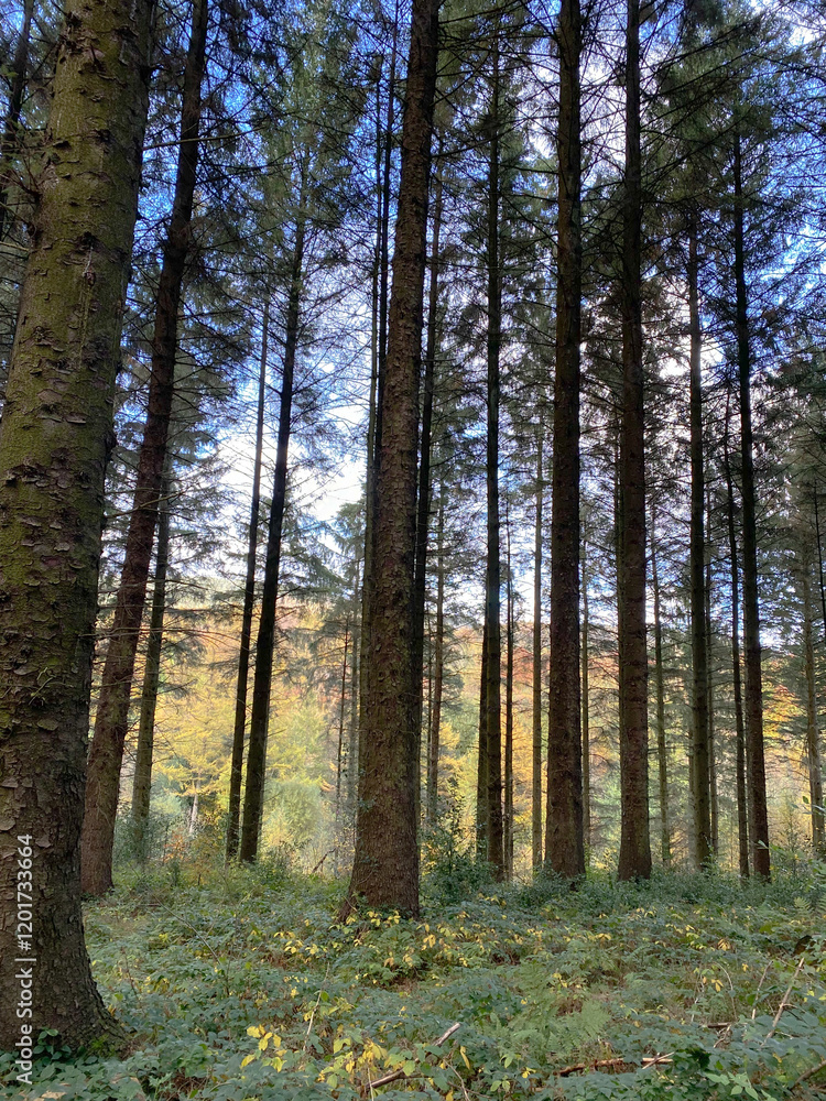 Fototapeta premium Pine Trees In Forest In England