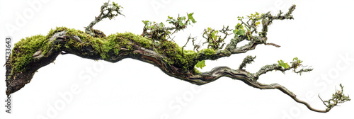 weathered tree branch, covered in patches of vibrant green moss, isolated on transparent background.